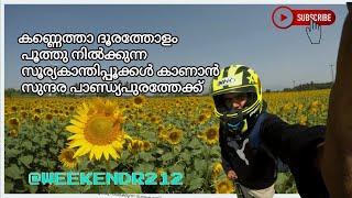 കണ്ണെത്താ ദൂരത്തോളം പൂത്തുനിൽക്കുന്ന സൂര്യകാന്തിപ്പൂക്കൾ കാണാൻ സുന്ദരപാണ്ഡ്യപുരത്തേക്ക്