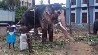 SOORYAN (elephant) ആനച്ചന്തം KERALA ELEPHANT PLANET