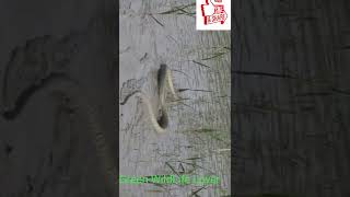 King Cobra , শঙ্খচুড় সাপ ,