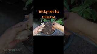 วิธีปลูกขิงในกระถาง #แม่มะลิซ้อนเกษตรอินทรีย์