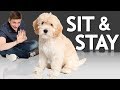 How to Teach your Puppy to Sit and Stay