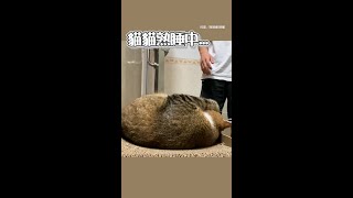 【強制貓咪開機！】貓睡一半被奴才吵醒　下秒氣憤磨爪子XD #shorts @funny_videos #funnypets