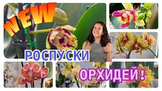 РОСПУСКИ #орхидеи в ЖЁЛТЫХ оттенках в 2025 году 🌼 #orchid #phalaenopsis #plants #orchidworld #fyp