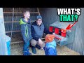 Fixing Our Muddy Chicken Run | HenGear AutoRoost On Our Nesting Box!