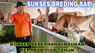 PERLU DICONTOH !! BEGINI CARANYA SUKSES BREDING SAPI