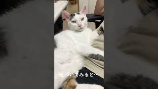 ママに甘えてるお返事猫に近付くとこうなる #shorts