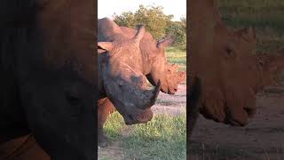 Rhino - Strength in Numbers #video #shorts