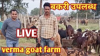 Verma Goat Farm Raipur । बकरी उपलब्ध । Goat Chhattisgarh