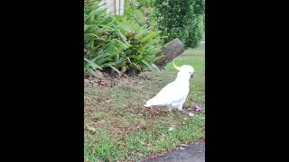 葵花鳳頭鸚鵡小跑步 #cacatua  #鸚鵡