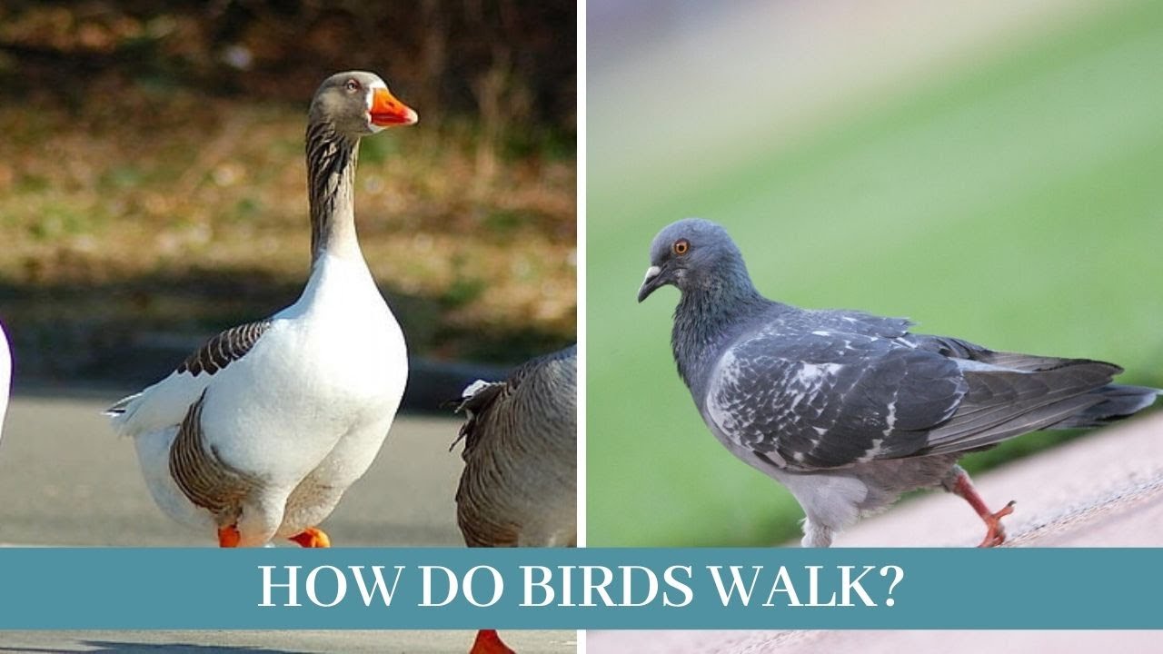 How Birds Walk How Do Birds Walk How Do Birds Walk On Water Youtube