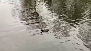 Coot bird diving underwater