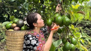 Harvest avocado and goes to market sale#harvest#avocado #bushcraft