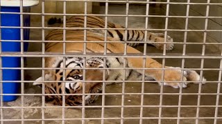 【閲覧注意】　アムールトラ　ソーンくん　倒れてしまいます　【浜松市動物園】Amur tiger Son-kun Hamamatsu Zoo