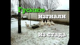 Гуси выгнали гусыню из стада//Почему такое происходит?