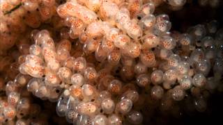 Octopus Eggs