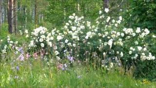 Flower Meadow, birds singing, wind blowing - Wonderful Summerday