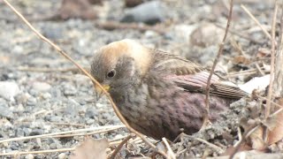 やっと見つけたハギマシコ