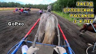 Horse Racing, 3yo Horses - GoPro - Pride of Pomorye 2024