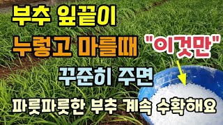 부추 잎끝이 누렇고 마를때 \