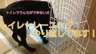 犬が家でトイレをしなくなった!?うんちトイレトレーニングやり直し!!