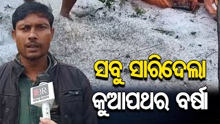 ସବୁ ସାରିଦେଲା କୁଆପଥର ବର୍ଷା || Hailstorm Damages Vegetable Farming In Kalahandi || Odisha Reporter