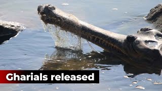 Four satellite-tagged gharials released in Mahanadi river in Odisha