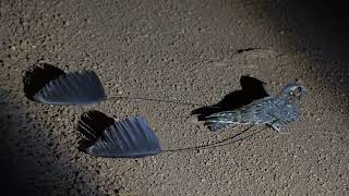 STANDARD WINGED NIGHT JAR #ghana  #night jar #wildlife #birding #birds #nature #nightjar #oddysey