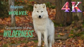 Majestic Wolves: Guardians of the Wilderness