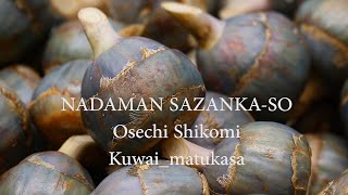 【NADAMAN】おせち仕込み：くわい KUWAI (arrowhead)／松笠慈姑　MATUKASA KUWAI (pine cone shaped arrowhead)