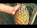 🍍Harvesting, Peeling and Cutting Pineapple 🍍