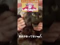 黒猫にアニメダンスをやらせてみた shorts ダンス