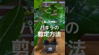 パキラの剪定方法と剪定時期✂️ #観葉植物 #観葉植物インテリア #観葉植物のある暮らし #観葉植物育て方 #植え替え #植物 #育て方 #パキラ #剪定