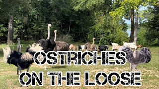 Ostriches On The Loose!