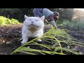 しろと玉ねぎの苗植え transplanted onion seedling and cat 191101