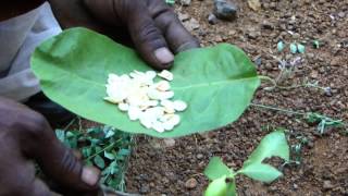 Herbal Prophylactics for Toothache: Pankaj Oudhia's Medicinal Plant Database