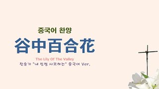 (중국어찬양): 谷中百合花 (찬송가 '내 진정 사모하는' 중국어 버전) - The Lily Of The Valley