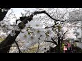 東京で桜満開：３番目の早さ　名所は花見客でにぎわう