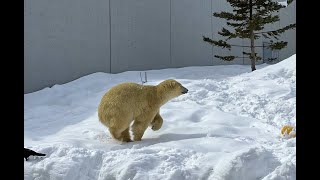 宛如踏入北海道野外森林的探險真實感！靜靜欣賞北極熊散步是冬遊札幌最美好的畫面｜北海道札幌市円山動物園 Maruyama Zoo