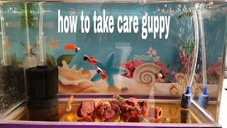 GUPPY GUIDE FOR BEGINNER //guppy breeding//high quality guppy//Platinum dumbo ear redtail