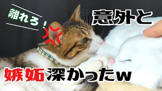 ぬいぐるみに嫉妬？猫が取った意外な行動に飼い主ビックリw