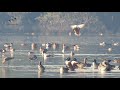 sindh ki aabgahein aur migratory birds