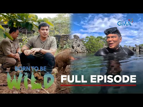 Visiting Apo Reef Natural Park and meeting a friendly warty pig (Full Episode) Born to be Wild