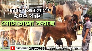 গত বছর ভালো লাভ হওয়ায় | এ বছর ২০০ গরু মোটাতাজা করছে | নারায়নগঞ্জের মোর্শেদ | beef fattening farm