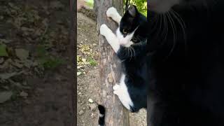 گربه عاشق درخت؛لحظاتی ار گربه چسبنده#cat #catlover #shortvideo #shorts #funny #pet #kitten #kitty