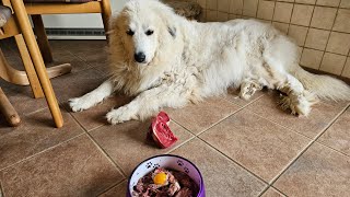 Pyrenäenberghund Ivy - ja wir verwöhnen Dich ❤️ Fleisch geht immer, lass es Dir schmecken