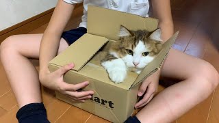 Cat dives into any box it sees