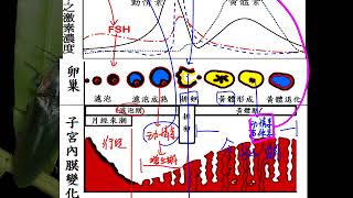 10601高一基礎生物3 6 07人類月經週期過程與機制圖