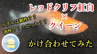 レッドクリフ紅白×クイーンをかけ合わせてみた結果！F2個体まで紹介！リアルロングフィンのひよこめだかなりの考察も！目次あります【ひよこめだか/メダカ飼育】