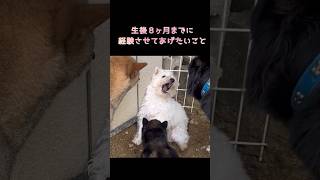 大人の階段をのぼる🐕#shorts