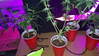 SOLOCUP PHENOHUNT 2024 - HARVEST AND BEGIN REVEG. 🌲Grow Series for New Growers